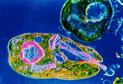 Image: False-color transmission electron micrograph (TEM) of Leishmania, a parasitic flagellate protozoan that causes the disease leishmaniasis in humans (Photo courtesy of CNRI / SPL).